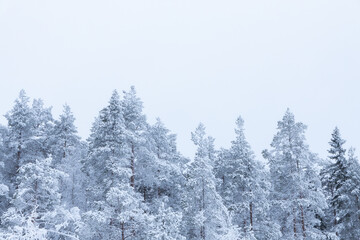 Trees covered with hoarfrost and snow in winter. Winter forest in Finland...