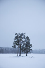 Scenic image of pine trees. Frosty day, calm wintry scene. Winter forest in Finland.