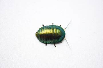 Corydidarum magnifica is definitely one of the most beautiful shimmering cockroaches. And, at the same time, one of the rarest and most expensive species kept in captivity.