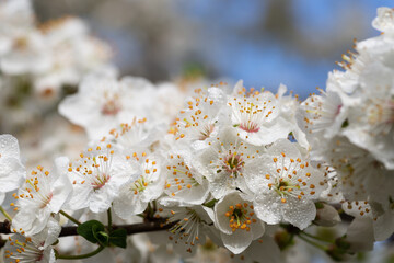 Rain washed spring cherry blossoms of the tree bloomed