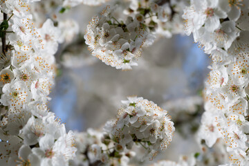 Rain washed spring cherry blossoms of the tree bloomed