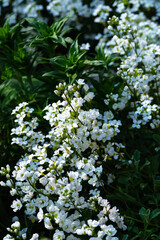 Floral background with small inflorescences of white garden flowers