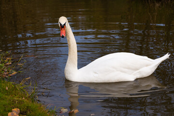 Lonely white swan in a beautiful small pond on the water