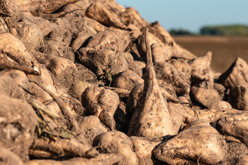 Pile of harvested sugar beet root crops in field