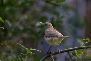 clay colored thrush on a branch