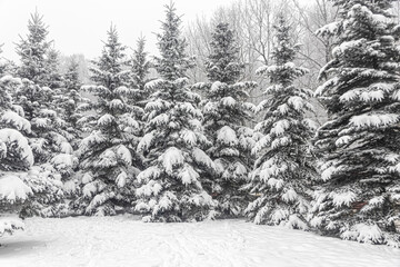 Snow-covered fir trees in the park after a snowfall