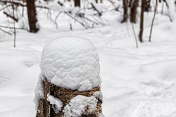 Stump with a snow cap, after a heavy snowfall