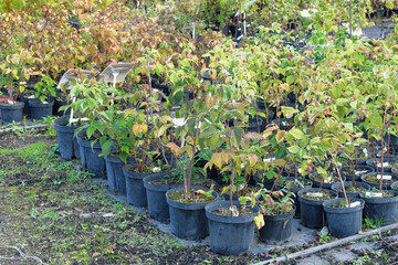 Fototapeta na wymiar Garden store. Seedlings of raspberry in pots in garden store. Nursery of plants for gardening.