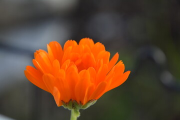orange flower on black