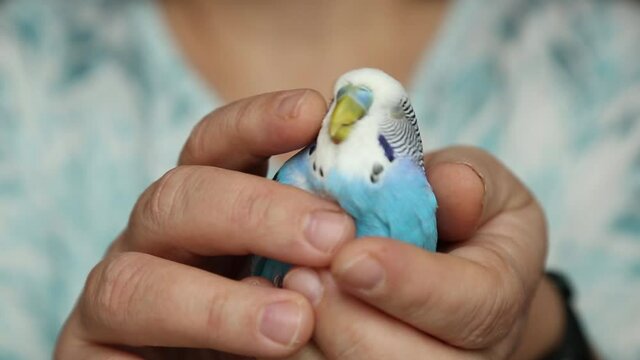 Wavy parrot in the hands of the owner. tamed wild bird Human hands caress a bird