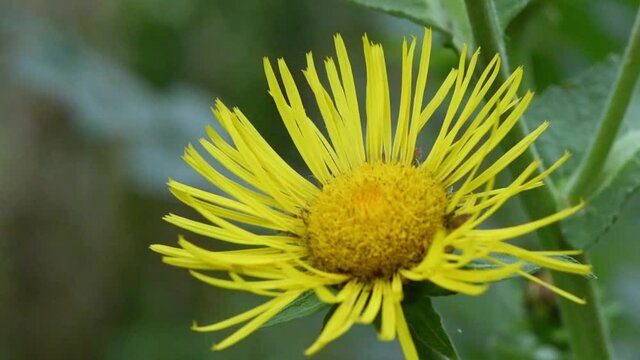 Move from left to right over young elecampane flower. Elecampane flower background. 4K UHD video footage 3840X2160.