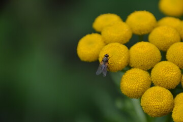 bee on yellow flower