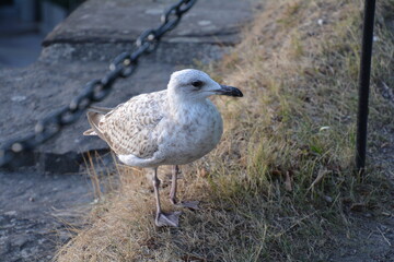 seagull on the beach
