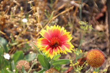 flower in the garden