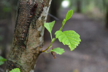 tree in spring