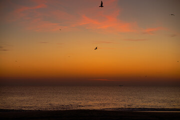 Birds, birds, birds