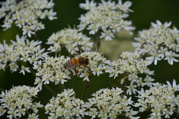 bee on a flower