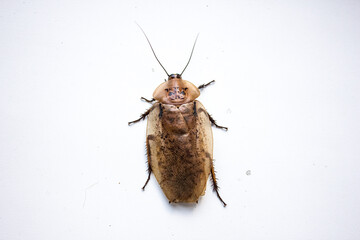 Archimandrita tesselata is one of the species of South American cockroaches of the genus Archimandrita of the family Blaberidae, also known as the Archimandrite Cockroach or Giant Forest Cockroach.