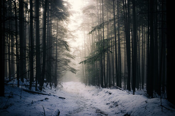 winter forest in the fog