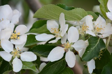 apple tree blossom