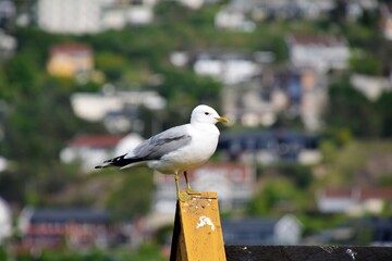 seagull on pier