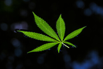 feuille de cannabis sur l'eau