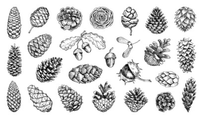 Collection of monochrome illustrations of pine cones in sketch style. Hand drawings in art ink style. Black and white graphics.