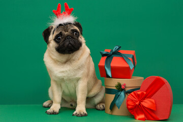 New year and Christmas concept with pug Dog wearing reindeer antlers headband   and christmas gifts...