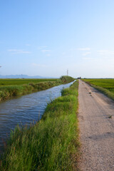 Fototapeta na wymiar A water channel used to irrigate rice fields