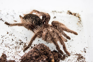 Tliltocatl albopilosus or Brachypelma albopilosum is a species of tarantula, also known as the...