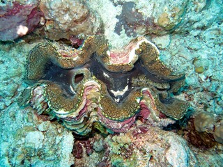 Clam shell on reef