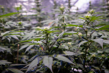Nice Cannabis plants in macro shot with nice trichomes in flowering state. 