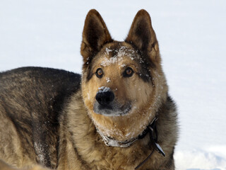 German Shepherd Dog - always faithful and devoted