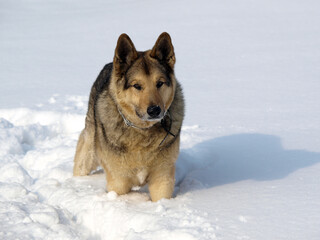 German Shepherd Dog - always faithful and devoted