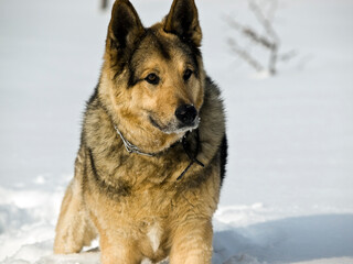 German Shepherd Dog - always faithful and devoted
