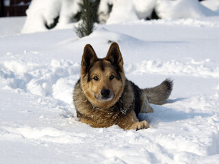 German Shepherd Dog - always faithful and devoted