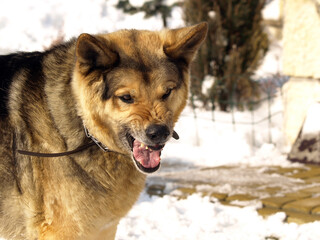 German Shepherd Dog - always faithful and devoted