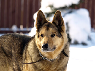 German Shepherd Dog - always faithful and devoted