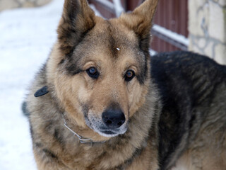 German Shepherd Dog - always faithful and devoted