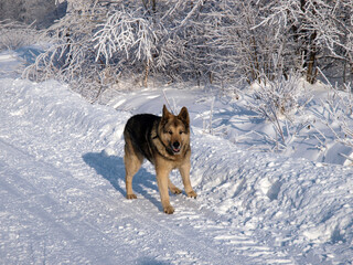 German Shepherd Dog - always faithful and devoted