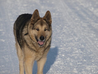 German Shepherd Dog - always faithful and devoted