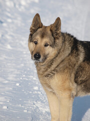 German Shepherd Dog - always faithful and devoted