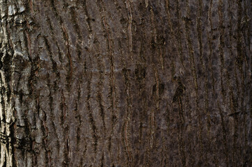 Birch bark tree texture natural background close-up
