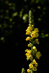 Close-up of the tip of a mullein (Verbascum), the yellow flowers of which are just blooming, against a black background in nature