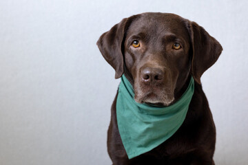 a chocolate labrador retriever dog sits on a light background in a green bandana or pink crown,...