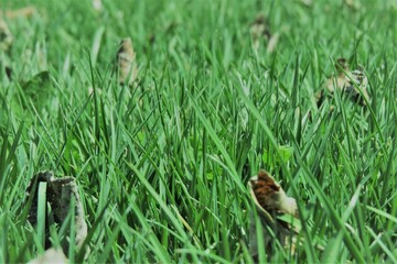 Bright Green Grass in Early Spring with Fallen Brown Leaves Scattered Around