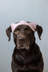 a chocolate labrador retriever dog sits on a light background in a green bandana or pink crown, blue bunny ears made of blue fabric for a Halloween or Christmas outfit. a beautiful domestic retriever