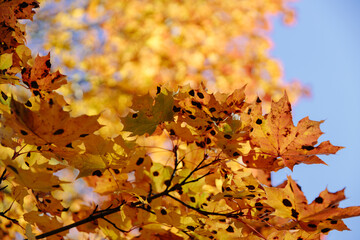 Yellow autumn leaves and branches against a blue sky. Bright golden oak leaves in autumn, space for copying. Autumn background of nature. I look up.