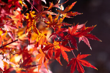 Autumn leafs in beautiful natural light