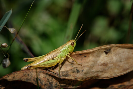 Macro of a beautiful green grasshopper on a dead brown leaf on a dark green bokeh background